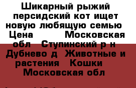 Шикарный рыжий персидский кот ищет новую любящую семью › Цена ­ 100 - Московская обл., Ступинский р-н, Дубнево д. Животные и растения » Кошки   . Московская обл.